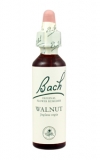 Walnut (Vlašský ořech)